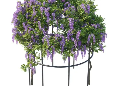 American Wisteria 02 3D model