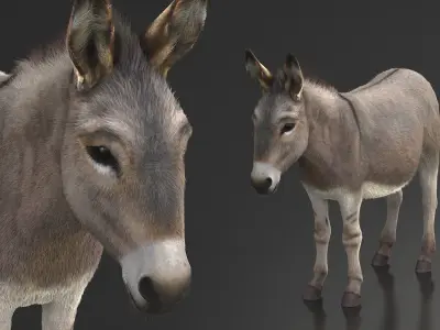  Domestic Donkey Standing Fur 