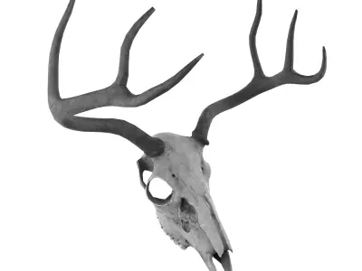 Deer Skull Low-poly 3D model