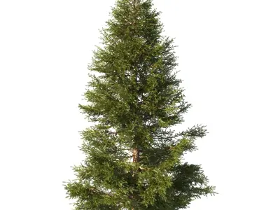 Picea Trees 2 in 1 3D model