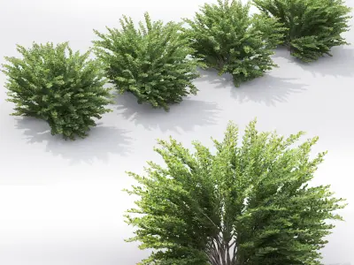 Cotoneaster hedge 5 3D model