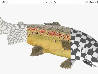  Brown Trout Fish Lying Position 