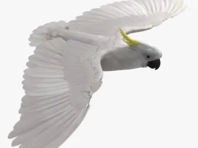  Cacatua Galerita 'Sulphur-crested Cockatoo Parrot' 