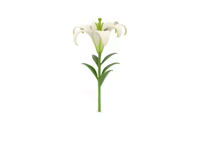 Elegant White Lily Flower Low-poly 3D model