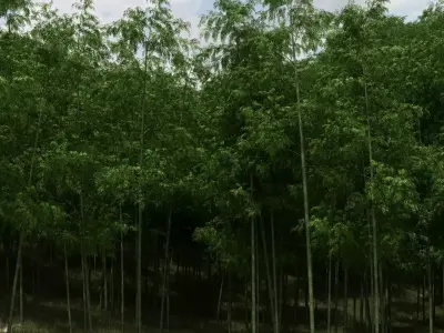 Bamboo Trees for scatter 3D model