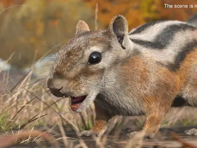  Forest Rodent Chipmunk Fur 