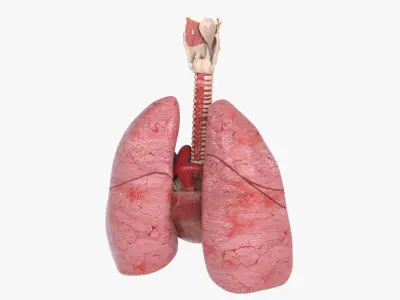  Trachea Lungs Cross Section Heart 