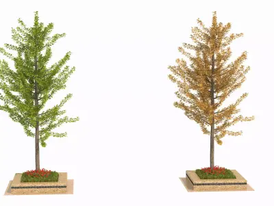 Ginkgo biloba L 3D model