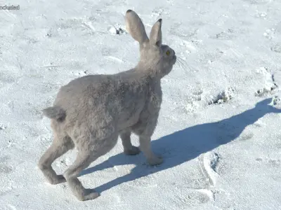  Winter White Hare Fur Rigged for Maya 