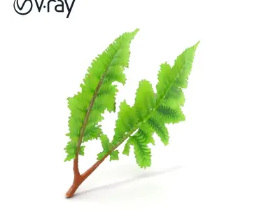 Detailed Asplenium Fern Foliage D Model Pack Low-poly 3D model