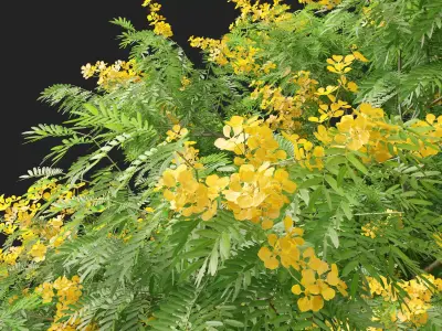 HighPoly LowPoly - Bulnesia arborea - verawood Low-poly 3D model