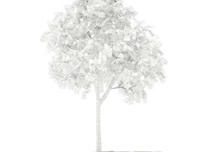 Grapefruit Tree 3D model