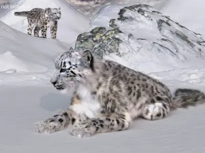  Snow Leopard Fur Rigged 