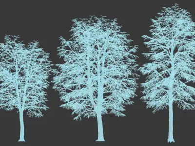 Tilia europaea Nr 6 H7-9m Three winter tree set 3D model