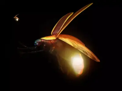 firefly 3d model fly 3D model