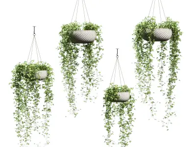 Ivy in hanging pots - 4 models 3D model