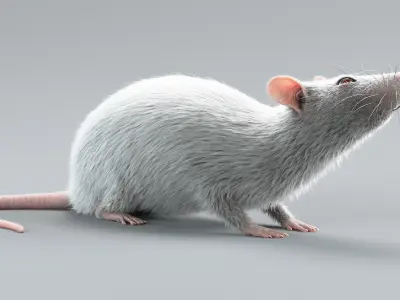  Laboratory Rat Rigged Xgen 