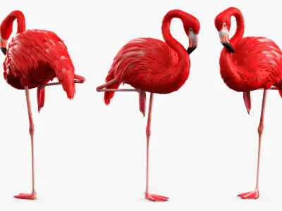  Exotic Bird Red Flamingo Rigged for Cinema 4D 