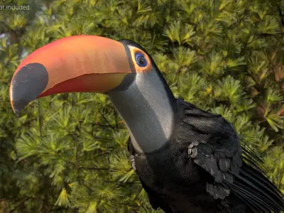  Tropical Toco Toucan Animated Fur Rigged For Blender 