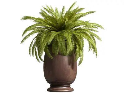 Boston Fern in a flowerpot Garden Plant Palm Entrance  3D model