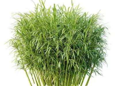 Excellent collection of Outdoor plants 50 Different Models 0046 3D Model Pack