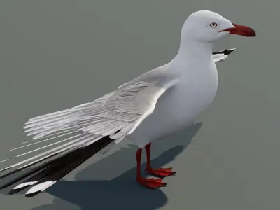  Seagull 