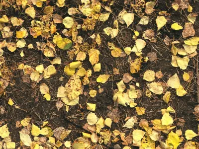 Autumn foliage PBR materials 3D Model Pack