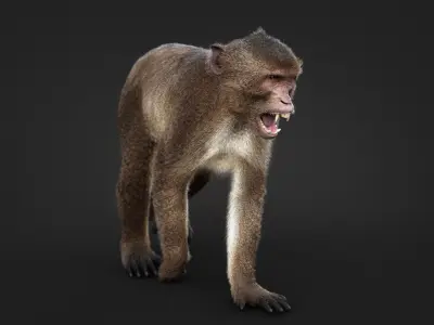  Rhesus Monkey Rigged Xgen-core 