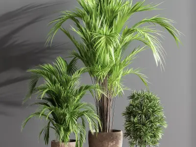 Indoor Plant Set 60 3D model