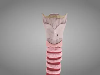 Larynx Low-poly 3D model