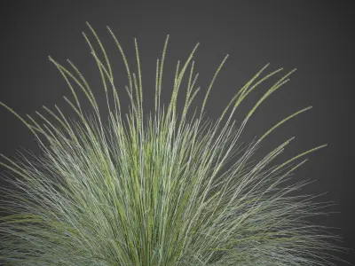 XfrogPlants Deergrass - Muhlenbergia Rigens 3D model