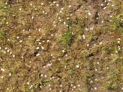 Realistic Soil with Grass and Petals Seamless PBR Texture Texture