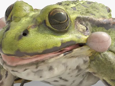  Spotted Croaking Frog Animated Rigged for Blender 
