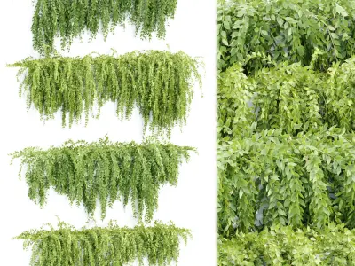 Hanging wall creeper plants collection vol 7 3D Model Pack