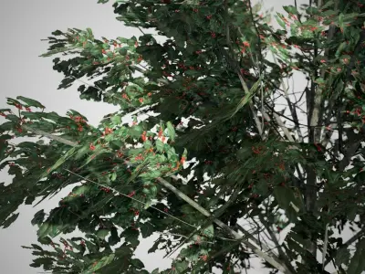 American Holly Shrub bush Low-poly 3D model