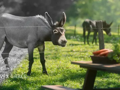 Donkey Animation VFX Grace 3D model