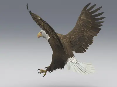  American Bald Eagle Animated 