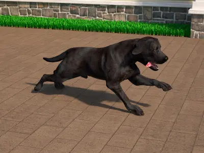  Black Labrador Dog Running Animated Rigged for Maya 