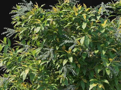 Pieris Floribunda bush 04 3D model