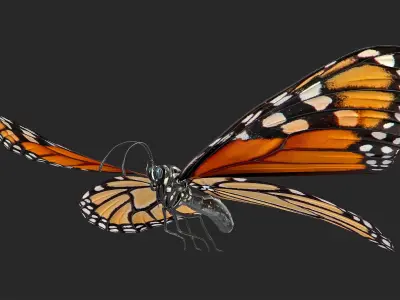  Animated Flying Monarch Butterfly Rigged for Cinema 4D 