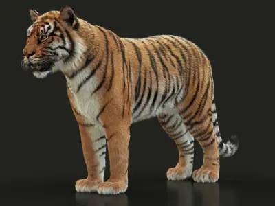  Bengal Tiger RIG XGEN 