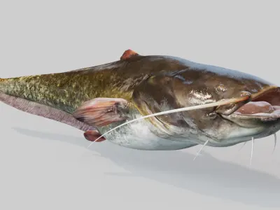  Catfish animated 