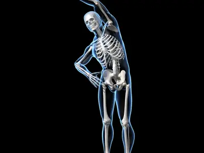  Human Skeleton - Rigged 