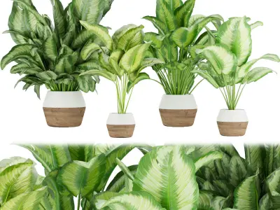 Collection plant indoor vol 5 3D Model Pack