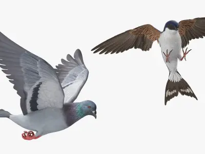  Urban Birds Collection 