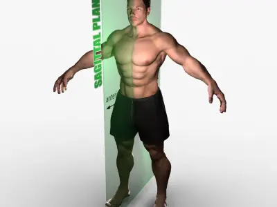 Planes of Body Male 3D model