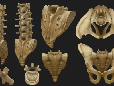 Hand Painted Anatomy model Low-poly 3D model