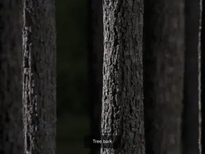 Environment assets and materials Texture