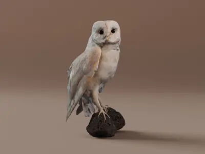 Photorealistic Barn Owl Low-poly 3D model