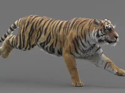  Tiger Animated 
